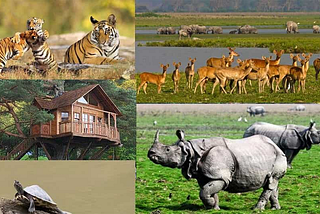 Assam Tour with Naturehunt