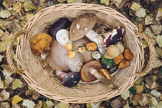 6 Medicinal Mushrooms and Their Immunomodulatory Properties