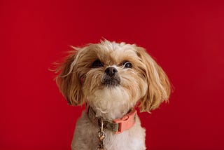 https://dognames.xyz/