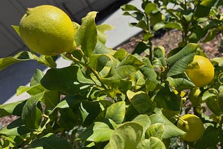 Turning Lemons into Lemonade in Sales