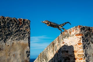 A lizard leaping between two walls with a blue sky in the background.