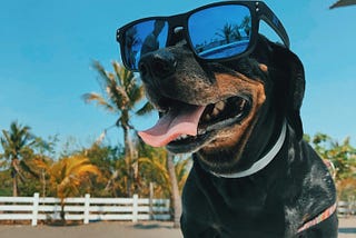 10 Essential Tips to Keep Your Dog Cool and Safe During the Summer Heat