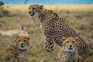 Most Fascinating Facts About Cheetahs
