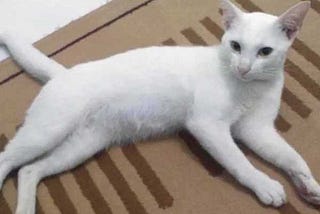 Siluman Kucing Putih