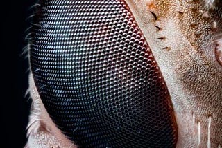 How do animals that experience time differently from us perceive the world?