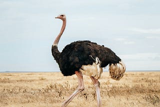 An Ostrich with black and white feathers walking across the savanna