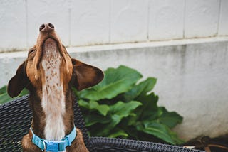 An Unexpected Conservation Ally: Dogs Sniffing Out Endangered Species