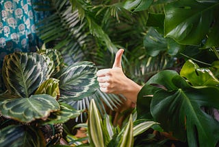 “Plants May Be ‘Screaming’ for Help: What Science Says About Their Hidden World of Stress”