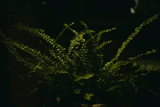 Las plantas