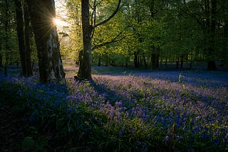 A field of bluebells