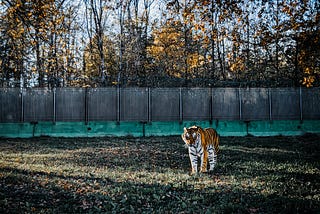 Are You a Tiger in a Metal Box?