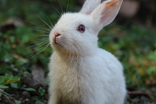 A white rabbit eagerly awaits mention of Monty Python and the Holy Grail