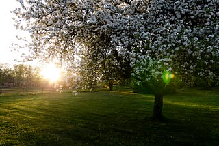 An apple tree with white blossoms; in the backround the sun reaches the horizon.