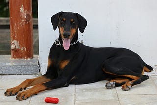 A doberman lying down, tongue hanging out…