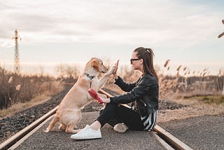 Dog high-fiving an owner