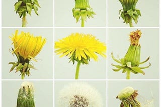 Dandelion Magic