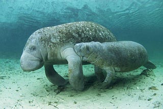 In Manatees We Trust: what protecting wildlife teaches us about human civility