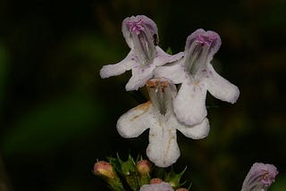 Forage Winter Savory for the Perfect Pair