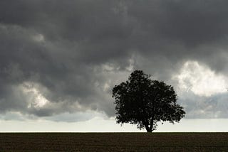 Trees in a storm