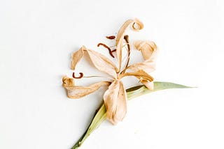 The Peaceful Acceptance of Death: The Unique Perspective of Islam