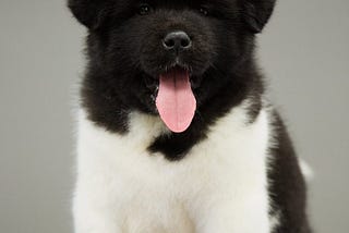 Akita Vs Samoyed — Which Is the Right Dog for You