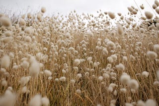 A field of grasses with fluffy seed heads