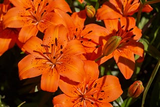 Orange Lily flowers. Photo taken by Randy Cooper.