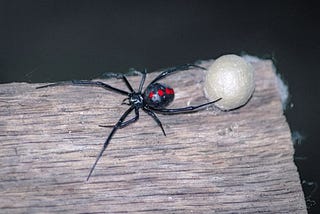 The Black Widow Guide