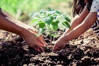 TREES PLANTATION