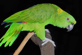 Scientists Document Cultural Change In The Dialects Of Wild Parrots Over 22 Years