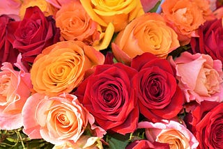Choose the Perfect Rose for Your Valentine