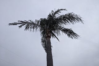 A palm tree blowing in a storm