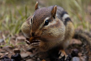 Chipmunk Envy