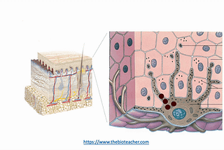 Does our skin protect us from UV light?