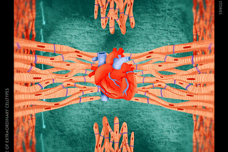 Cardiomyocytes