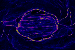 Intelligent Particle Simulations in Python, Slime Molds and Their Beauty