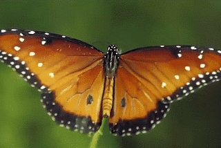 Insect Classification