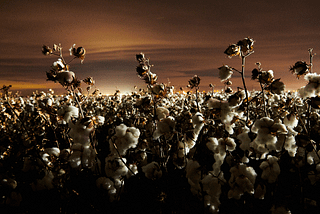 All Eyes on Cotton: Investigating the Organic Cotton Conspiracy