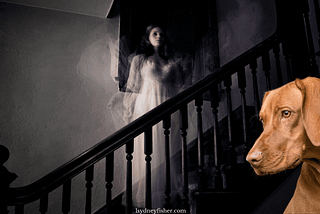 Is Your Dog Seeing GHOSTS?