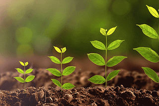 Image of plant sprouts increasing in size from left to right