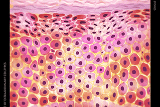 Keratinocytes