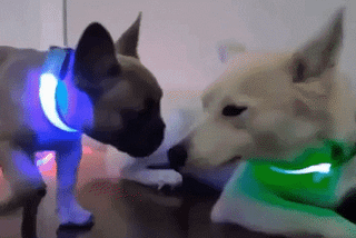 Premium LED Pet Collar: A Fusion of Safety, Style, and Technology!