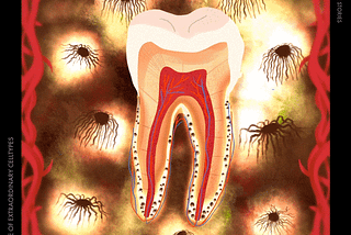 Cementoblasts