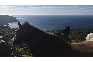 Four horses grazing a field on the coast.