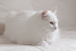 Great Examples of Cinemagraph Marketing