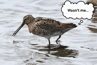 GIF of brown and black dowitcher standing in water. Thought bubble with “wasn’t me” is connected to the bird’s tailfeathers.