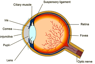 Difference Between Cornea and Retina