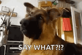 “say what?!?” dog gif