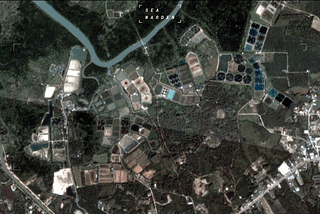 What does shrimp farming look like from space?