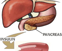 Having Leptin to Insulin Research…